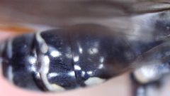 Ceropales longipes by (c) bdagley, some rights reserved (CC BY), uploaded by bdagley. Used under a CC-BY license.