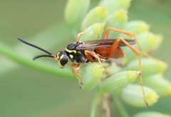 Ceropales robinsonii by (c) rasamoto, some rights reserved (CC BY). Used under a CC-BY license.