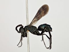 Evagetes padrinus by (c) Chris Ratzlaff, some rights reserved (CC BY), uploaded by Chris Ratzlaff. Used under a CC-BY license.