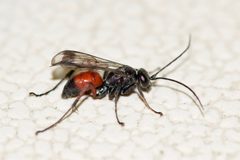 Caliadurgus fasciatellus by (c) Owen Strickland, some rights reserved (CC BY), uploaded by Owen Strickland. Used under a CC-BY license.