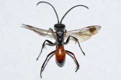 Caliadurgus fasciatellus by (c) Owen Strickland, some rights reserved (CC BY), uploaded by Owen Strickland. Used under a CC-BY license.