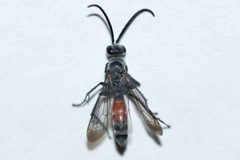 Anoplius apiculatus by (c) Owen Strickland, some rights reserved (CC BY), uploaded by Owen Strickland. Used under a CC-BY license.