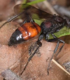 Priocnemis nigripes by (c) skitterbug, some rights reserved (CC BY), uploaded by skitterbug. Used under a CC-BY license.