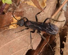 Priocnemis nigripes by (c) skitterbug, some rights reserved (CC BY), uploaded by skitterbug. Used under a CC-BY license.