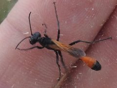Ammophila placida by (c) Sam Kieschnick, some rights reserved (CC BY), uploaded by Sam Kieschnick. Used under a CC-BY license.