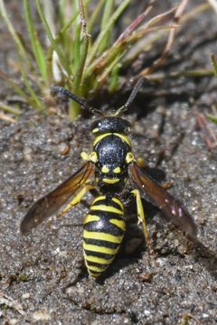 Ancistrocerus adiabatus cytainus by (c) Trevor Van Loon, some rights reserved (CC BY), uploaded by Trevor Van Loon. Used under a CC-BY license.
