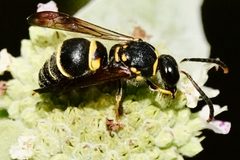 Ancistrocerus campestris by (c) Louise Woodrich, some rights reserved (CC BY), uploaded by Louise Woodrich. Used under a CC-BY license.