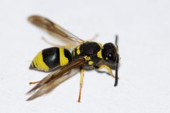 Ancistrocerus by (c) Owen Strickland, some rights reserved (CC BY), uploaded by Owen Strickland. Used under a CC-BY license.