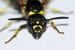 Ancistrocerus by (c) Owen Strickland, some rights reserved (CC BY), uploaded by Owen Strickland. Used under a CC-BY license.