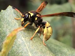 Ancistrocerus lineativentris by (c) Darin J McGuire, some rights reserved (CC BY), uploaded by Darin J McGuire. Used under a CC-BY license.