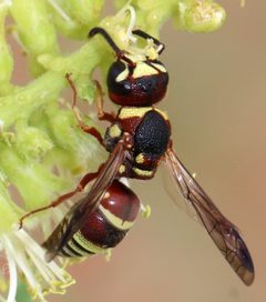 Euodynerus annulatus by (c) Catherine C. Galley, some rights reserved (CC BY), uploaded by Catherine C. Galley. Used under a CC-BY license.