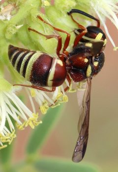 Euodynerus annulatus by (c) Catherine C. Galley, some rights reserved (CC BY), uploaded by Catherine C. Galley. Used under a CC-BY license.