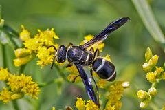 Euodynerus schwarzi by (c) Bill Keim, some rights reserved (CC BY). Used under a CC-BY license.