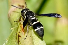 Euodynerus schwarzi by (c) Louise Woodrich, some rights reserved (CC BY), uploaded by Louise Woodrich. Used under a CC-BY license.