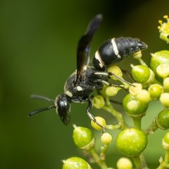 Euodynerus schwarzi by (c) Zachary Dankowicz, some rights reserved (CC BY), uploaded by Zachary Dankowicz. Used under a CC-BY license.