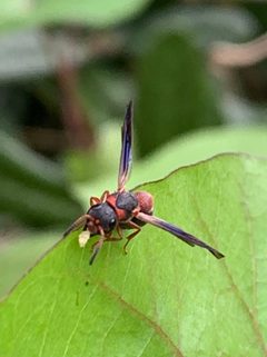 Parancistrocerus perennis anacardivora by (c) Sandra H Statner, some rights reserved (CC BY), uploaded by Sandra H Statner. Used under a CC-BY license.