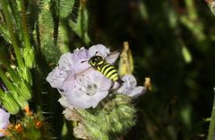 Pseudomasaris macswaini by (c) Cricket Raspet, some rights reserved (CC BY), uploaded by Cricket Raspet. Used under a CC-BY license.