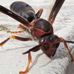 Polistes metricus by (c) Bill Keim, some rights reserved (CC BY). Used under a CC-BY license.