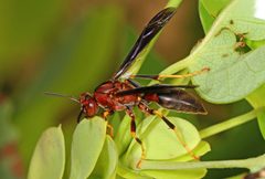 Polistes metricus by (c) Judy Gallagher, some rights reserved (CC BY). Used under a CC-BY license.