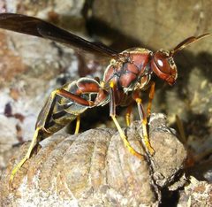 Polistes metricus by (c) haileyleroy2003, some rights reserved (CC BY), uploaded by haileyleroy2003. Used under a CC-BY license.