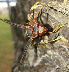 Polistes metricus by (c) haileyleroy2003, some rights reserved (CC BY), uploaded by haileyleroy2003. Used under a CC-BY license.