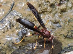 Polistes annularis by (c) Sam Kieschnick, some rights reserved (CC BY), uploaded by Sam Kieschnick. Used under a CC-BY license.
