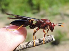 Polistes annularis by (c) Sam Kieschnick, some rights reserved (CC BY), uploaded by Sam Kieschnick. Used under a CC-BY license.