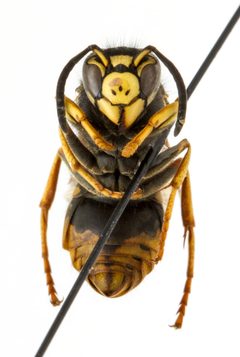Vespula vidua by (c) maxson.erin, some rights reserved (CC BY). Used under a CC-BY license.