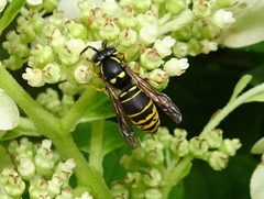 Vespula vidua by (c) Thomas Koffel, some rights reserved (CC BY), uploaded by Thomas Koffel. Used under a CC-BY license.