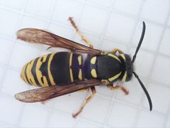 Vespula vidua by (c) Stan Rullman, some rights reserved (CC BY), uploaded by Stan Rullman. Used under a CC-BY license.