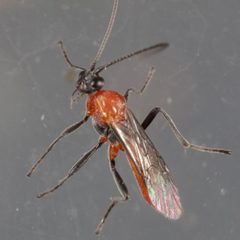 Aleiodes molestus by (c) Victor Engel, some rights reserved (CC BY), uploaded by Victor Engel. Used under a CC-BY license.