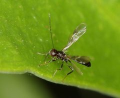 Heterospilus by (c) Alan Manson, some rights reserved (CC BY), uploaded by Alan Manson. Used under a CC-BY license.