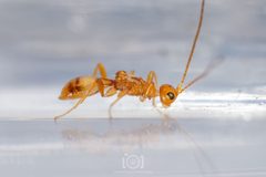 Heterospilus by no rights reserved, uploaded by Lyn Roueche. Used under a CC0 license.