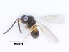 Ceraphronidae by (c) Benjamin Smith, some rights reserved (CC BY). Used under a CC-BY license.