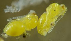 Aulacidea by (c) Don Loarie, some rights reserved (CC BY), uploaded by Don Loarie. Used under a CC-BY license.