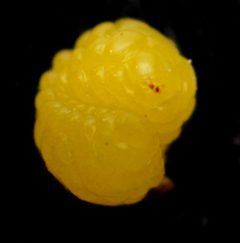 Aulacidea by no rights reserved, uploaded by Mike Palmer. Used under a CC0 license.