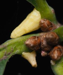Zopheroteras cuneatum by no rights reserved, uploaded by Adam Kranz. Used under a CC0 license.