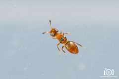 Aeptencyrtus bruchi by no rights reserved, uploaded by Lyn Roueche. Used under a CC0 license.