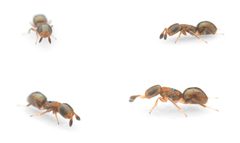 Aeptencyrtus bruchi by (c) davidfdz_b82, some rights reserved (CC BY), uploaded by davidfdz_b82. Used under a CC-BY license.