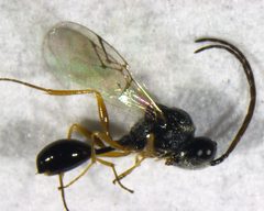 Anacharitinae by (c) Tom Saunders, some rights reserved (CC BY), uploaded by Tom Saunders. Used under a CC-BY license.