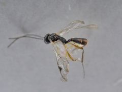 Bathythrix by (c) Dimitǎr Boevski, some rights reserved (CC BY), uploaded by Dimitǎr Boevski. Used under a CC-BY license.