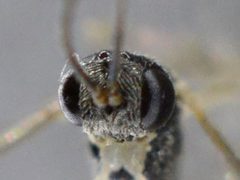 Bathythrix by (c) Dimitǎr Boevski, some rights reserved (CC BY), uploaded by Dimitǎr Boevski. Used under a CC-BY license.