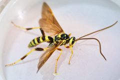 Ceratogastra ornata by (c) Owen Strickland, some rights reserved (CC BY), uploaded by Owen Strickland. Used under a CC-BY license.