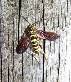 Ceratogastra ornata by (c) Gordon C. Snelling, some rights reserved (CC BY), uploaded by Gordon C. Snelling. Used under a CC-BY license.