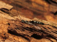 Clistopyga recurva by (c) Katja Schulz, some rights reserved (CC BY). Used under a CC-BY license.