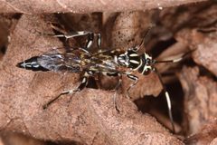 Coelichneumon pulcher by (c) skitterbug, some rights reserved (CC BY), uploaded by skitterbug. Used under a CC-BY license.