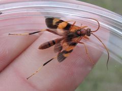 Compsocryptus texensis by (c) Sam Kieschnick, some rights reserved (CC BY), uploaded by Sam Kieschnick. Used under a CC-BY license.