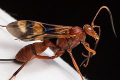 Compsocryptus texensis by (c) Ken-ichi Ueda, some rights reserved (CC BY), uploaded by Ken-ichi Ueda. Used under a CC-BY license.