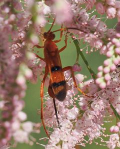 Compsocryptus texensis by (c) Wendy McCrady, some rights reserved (CC BY), uploaded by Wendy McCrady. Used under a CC-BY license.