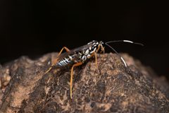 Cryptanura septentrionalis by (c) DiegoH, some rights reserved (CC BY), uploaded by DiegoH. Used under a CC-BY license.